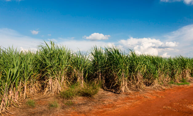 Manejo pré-seca na cana-de-açúcar potencializa produtividade em períodos de estiagem