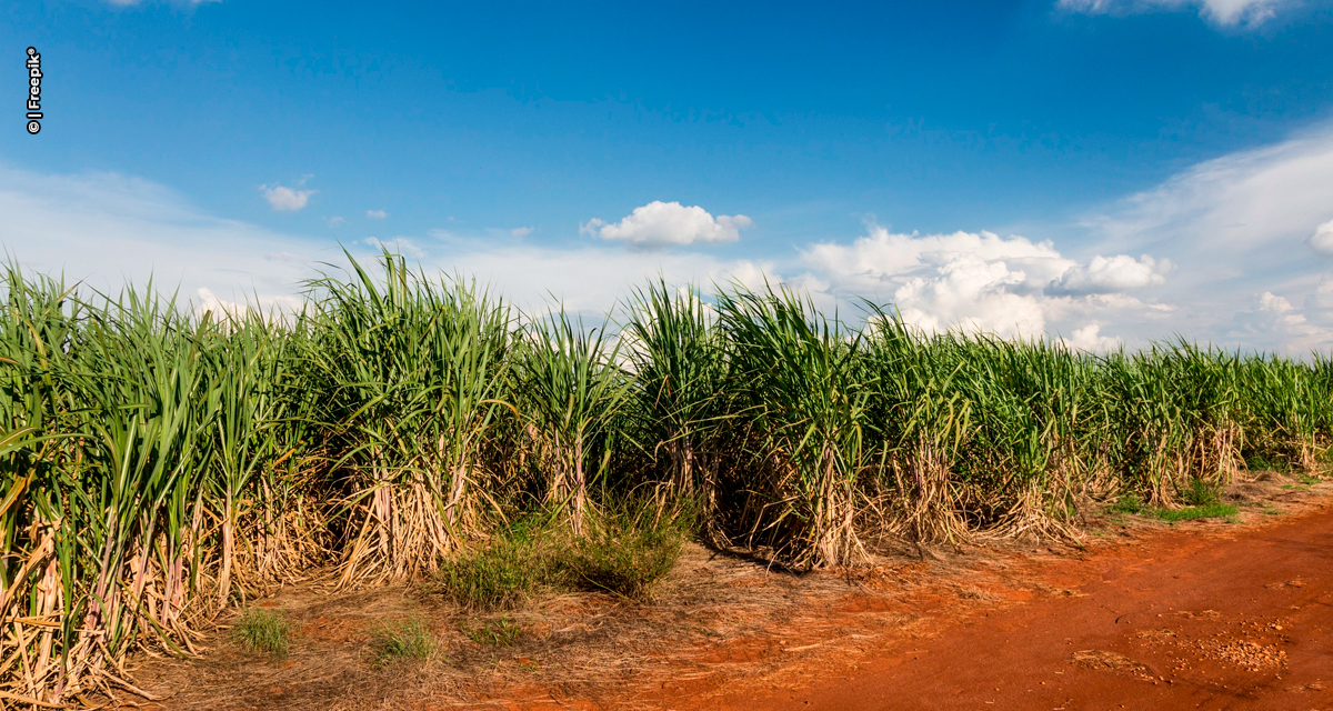Manejo pré-seca na cana-de-açúcar potencializa produtividade em períodos de estiagem