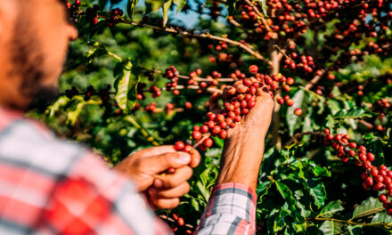 Avanço da colheita de café no Brasil e pressão sobre as cotações será destaque no Encontro de Gestão dos Cafeicultores
