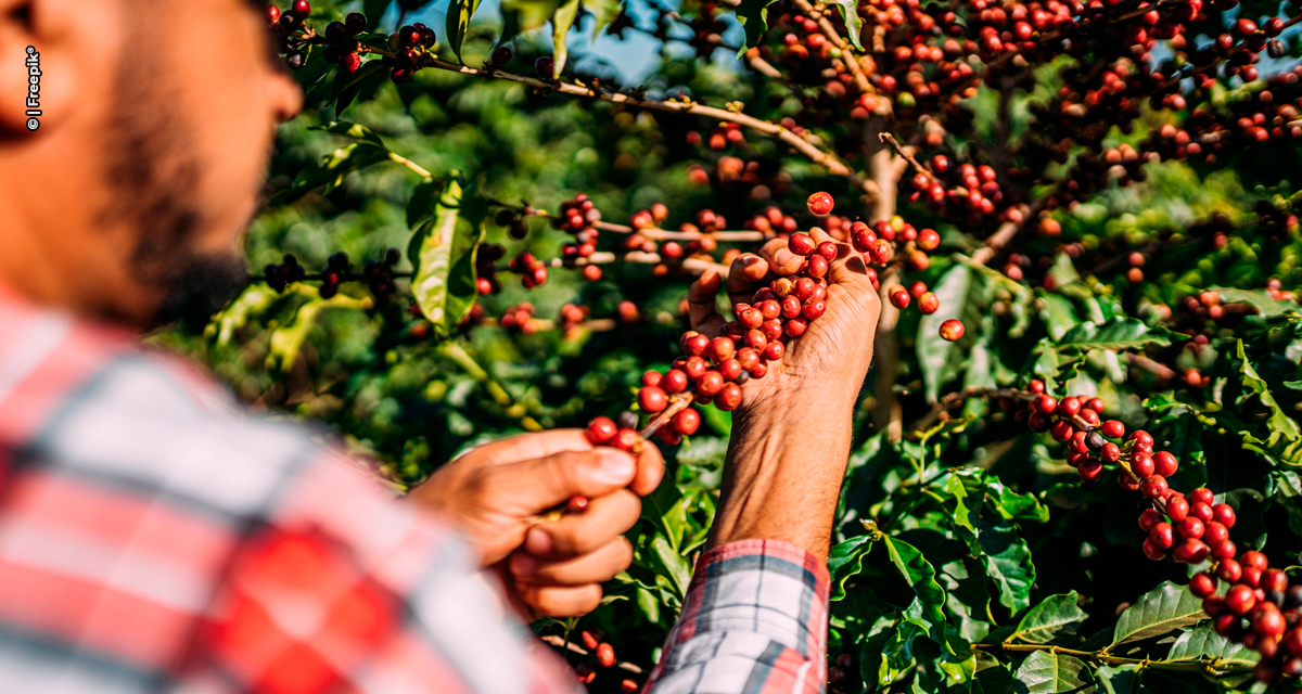 Avanço da colheita de café no Brasil e pressão sobre as cotações será destaque no Encontro de Gestão dos Cafeicultores