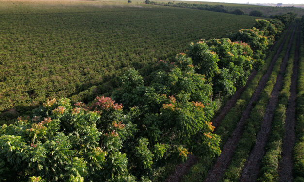 Dia Mundial do Meio Ambiente: como o setor cafeeiro está fazendo a diferença