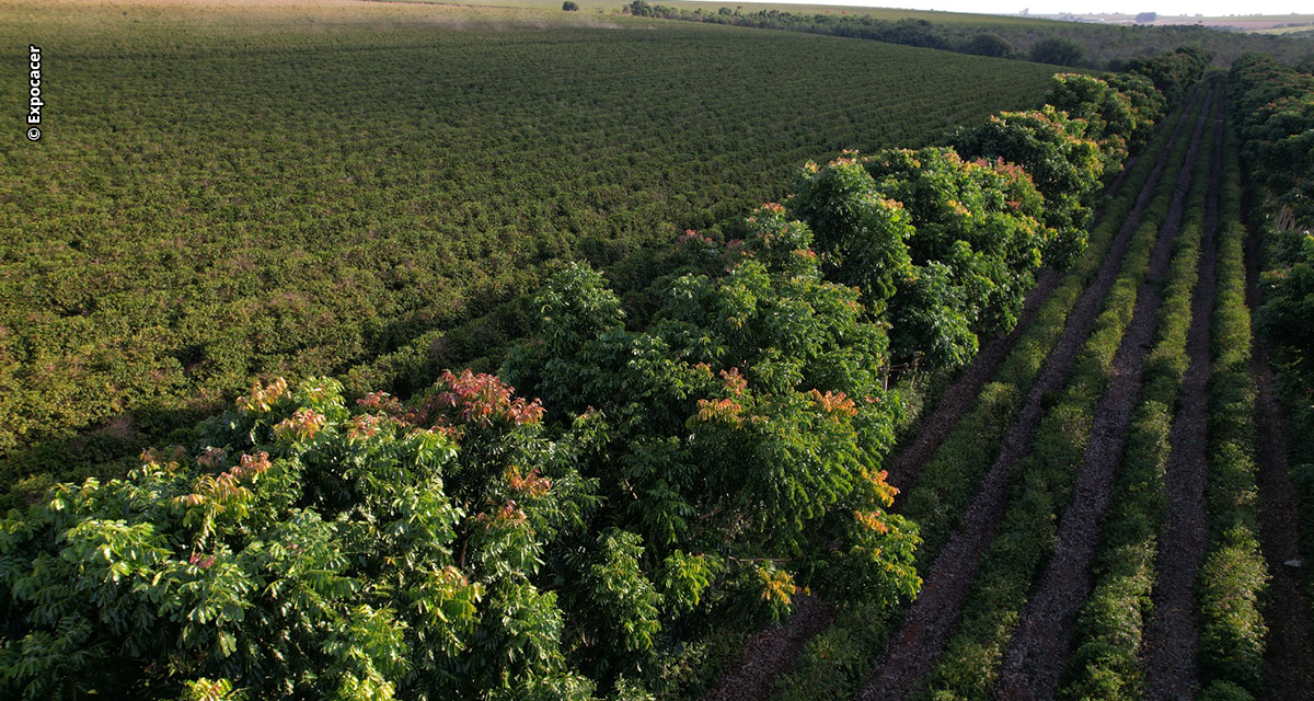 Dia Mundial do Meio Ambiente: como o setor cafeeiro está fazendo a diferença