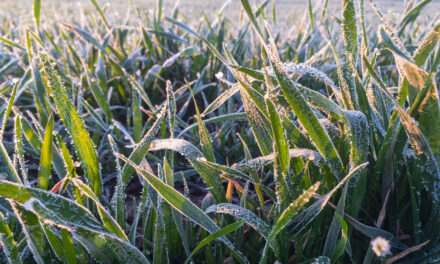 Ondas de frio exigem preparo extra e tecnologia de manejo no campo