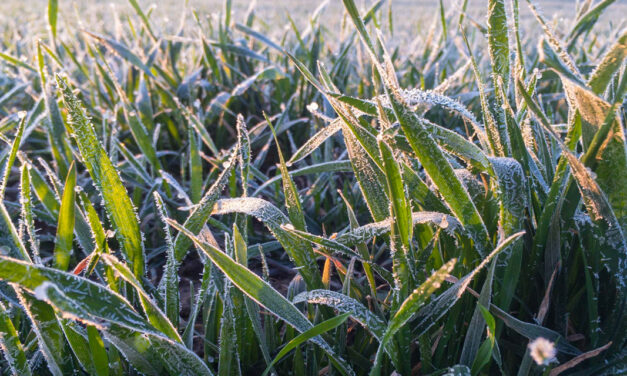 Ondas de frio exigem preparo extra e tecnologia de manejo no campo