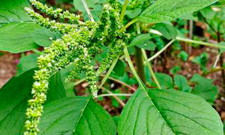Avanço de espécies do gênero Amaranthus, conhecidas como caruru, desafia sojicultores e reforça a necessidade de inovação no manejo pré-emergente
