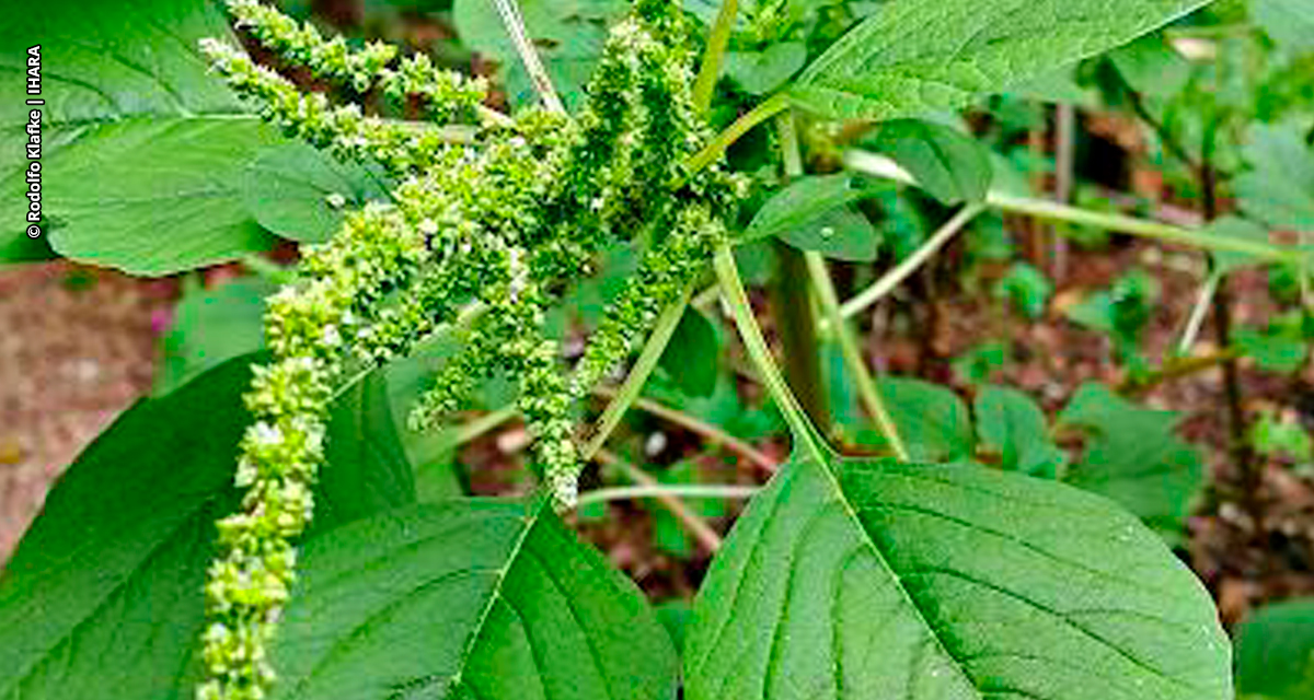 Avanço de espécies do gênero Amaranthus, conhecidas como caruru, desafia sojicultores e reforça a necessidade de inovação no manejo pré-emergente