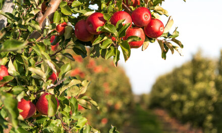 IHARA marca presença na 30ª edição da Hortitec com produtos inéditos para a fruticultura brasileira