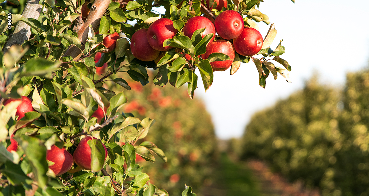 IHARA marca presença na 30ª edição da Hortitec com produtos inéditos para a fruticultura brasileira