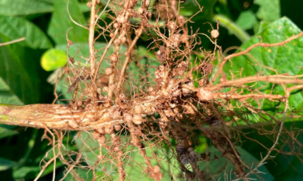 Inoculantes podem proporcionar um acréscimo médio de até 16% na produção de soja