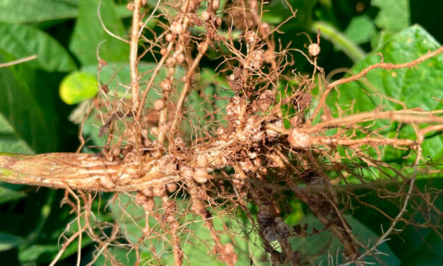 Inoculantes podem proporcionar um acréscimo médio de até 16% na produção de soja