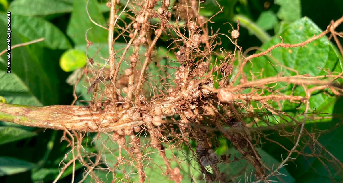 Inoculantes podem proporcionar um acréscimo médio de até 16% na produção de soja