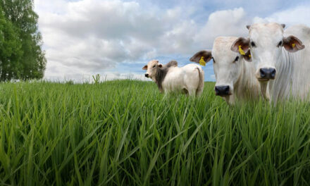 Focada na agricultura regenerativa, SBS Green Seeds quer liderar mercado potencial de R$ 2,58 bi