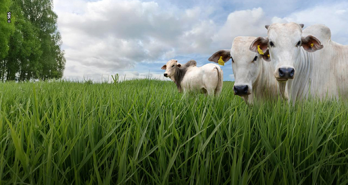 Focada na agricultura regenerativa, SBS Green Seeds quer liderar mercado potencial de R$ 2,58 bi