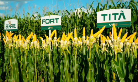 SEMPRE Agtech comemora performance da nova geração de híbridos de milho