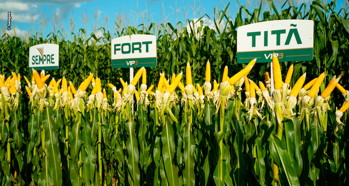 SEMPRE Agtech comemora performance da nova geração de híbridos de milho