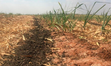 Fertilizante orgânico composto de lodo de esgoto aumenta a eficiência da fertilização de mineral na cultura da cana-de-açúcar