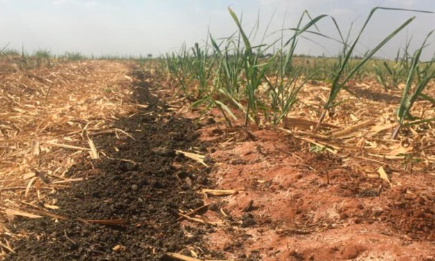 Fertilizante orgânico composto de lodo de esgoto aumenta a eficiência da fertilização de mineral na cultura da cana-de-açúcar