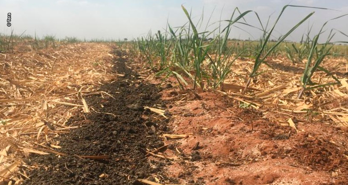 Fertilizante orgânico composto de lodo de esgoto aumenta a eficiência da fertilização de mineral na cultura da cana-de-açúcar