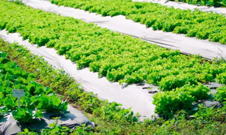Hortifruti e flores: Tera Nutrição Vegetal destaca eficácia dos fertilizantes orgânicos na 30ª Hortitec