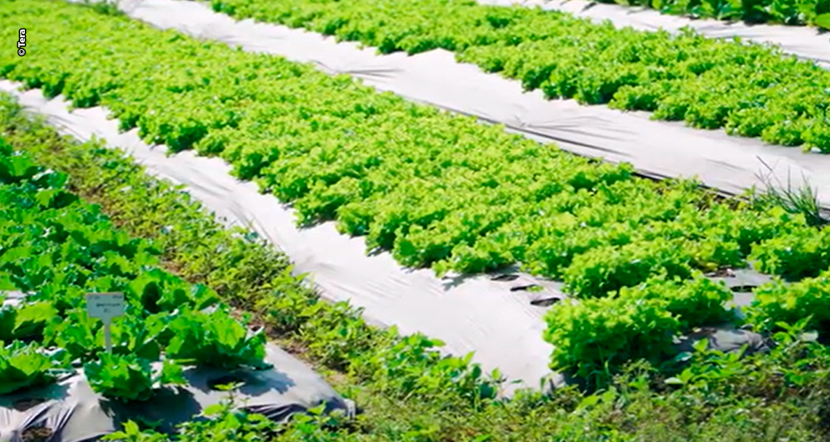 Hortifruti e flores: Tera Nutrição Vegetal destaca eficácia dos fertilizantes orgânicos na 30ª Hortitec