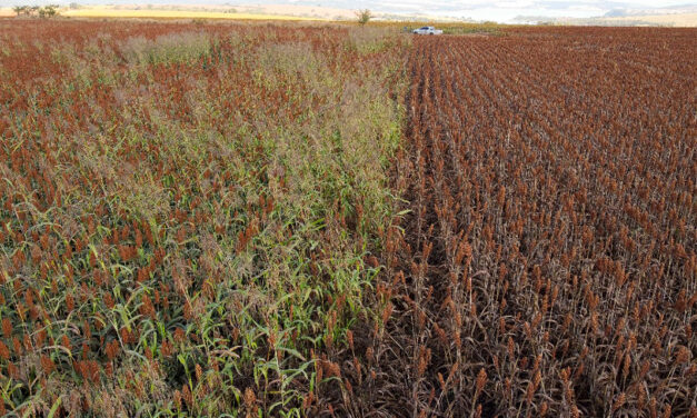 Colheita de sorgo com carga limpa pode garantir maior rentabilidade ao produtor