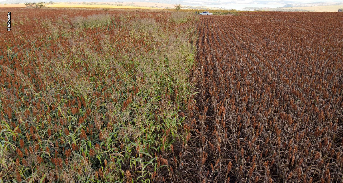 Colheita de sorgo com carga limpa pode garantir maior rentabilidade ao produtor