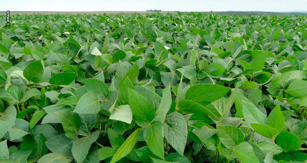 Produtividade da soja dispara com microrganismos benéficos