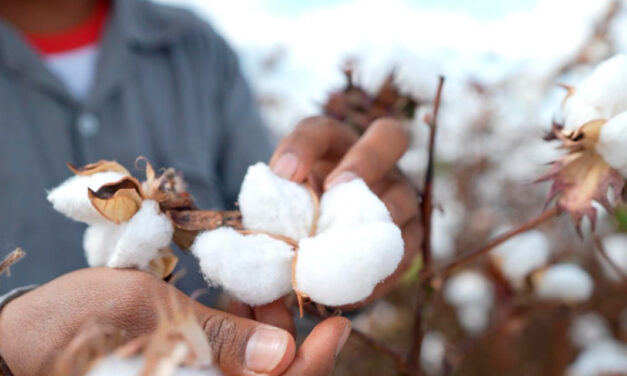 Especialistas apontam manejo sustentável como chave para rentabilidade na produção de algodão no Brasil