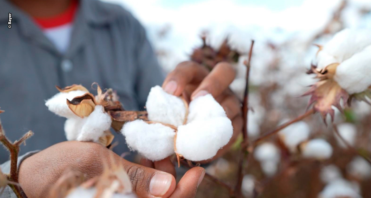 Especialistas apontam manejo sustentável como chave para rentabilidade na produção de algodão no Brasil