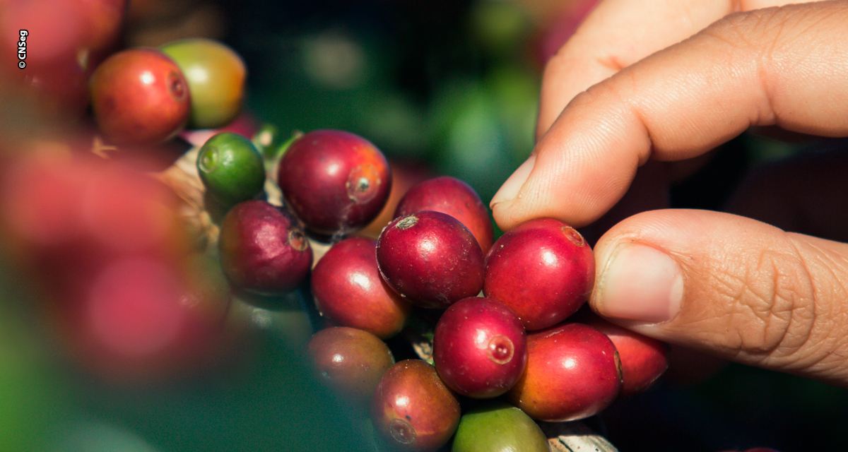 Seguro Rural se torna vital para cafeicultores do Rio em meio ao avanço do semiárido