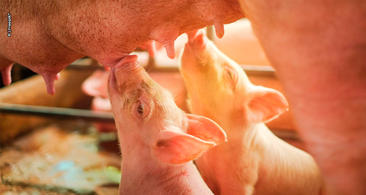 Margens da suinocultura brasileira sobem para 23% e superam média histórica, aponta Itaú BBA