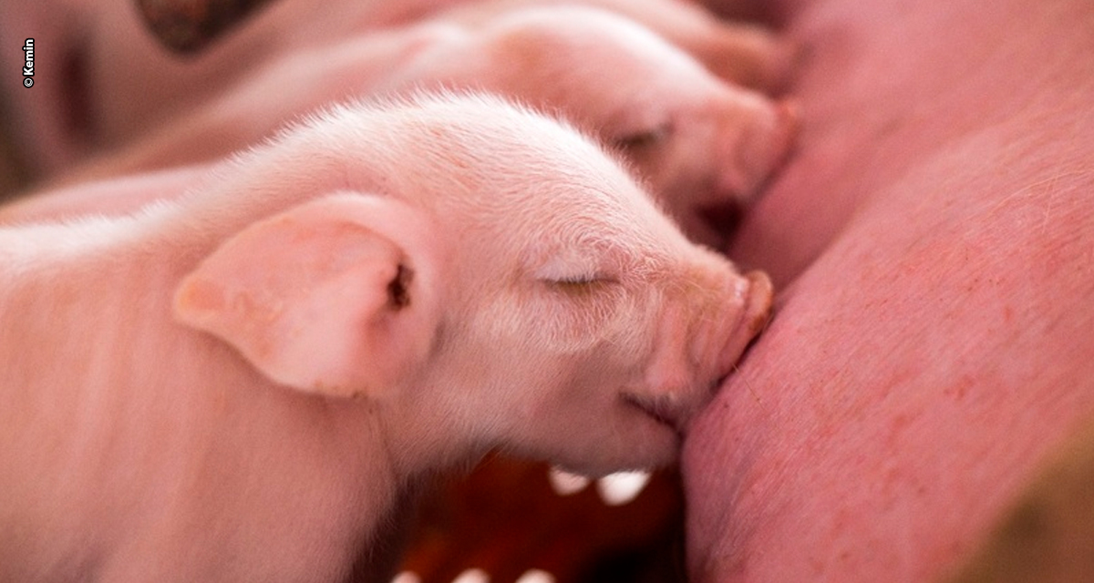 Bem-estar animal vai além da estrutura: tecnologias já ajudam produtor a reduzir perdas e manter competitividade