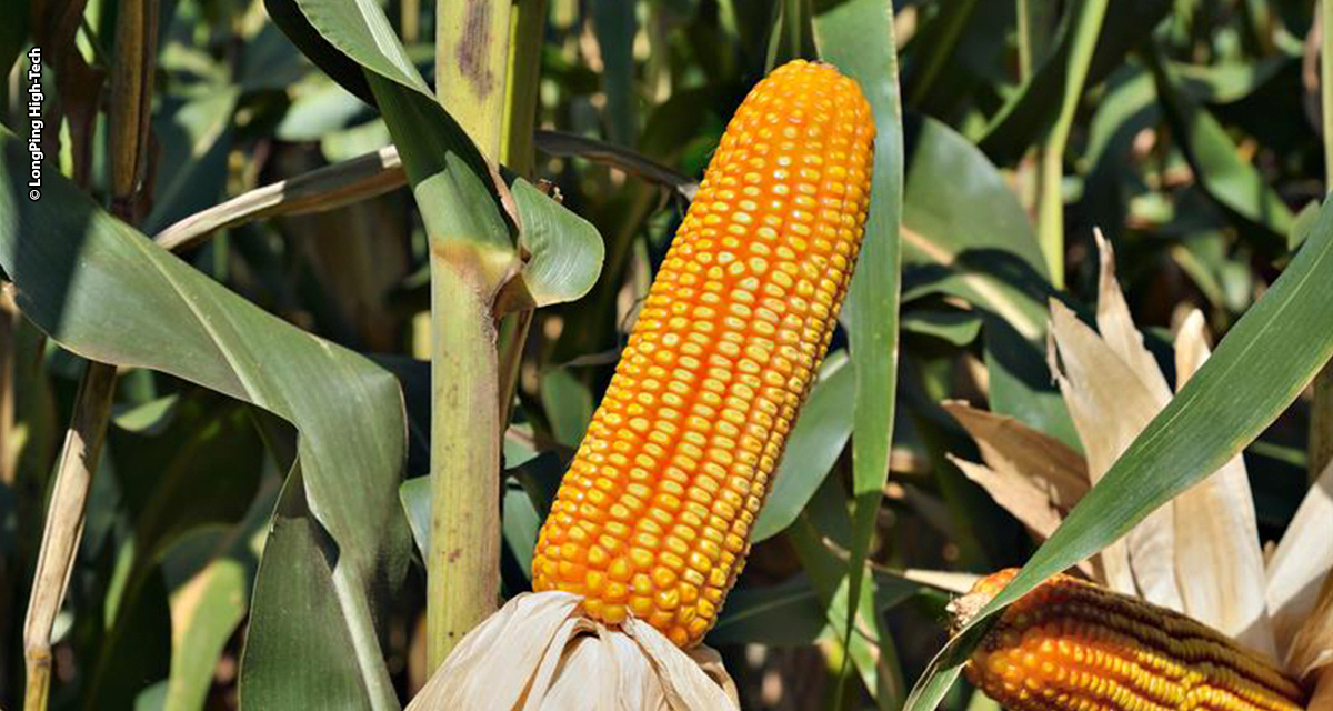 Forseed lança FS566 para silagem de alto desempenho
