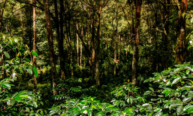 Sistemas agrícolas com solos microbiologicamente equilibrados sequestram mais carbono, apontam especialistas