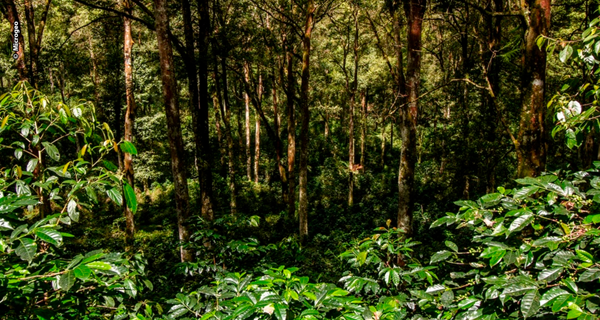 Sistemas agrícolas com solos microbiologicamente equilibrados sequestram mais carbono, apontam especialistas