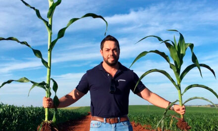 Irrigação estratégica impulsiona milho para etanol e garante estabilidade produtiva, especialmente no Centro-Oeste do Brasil