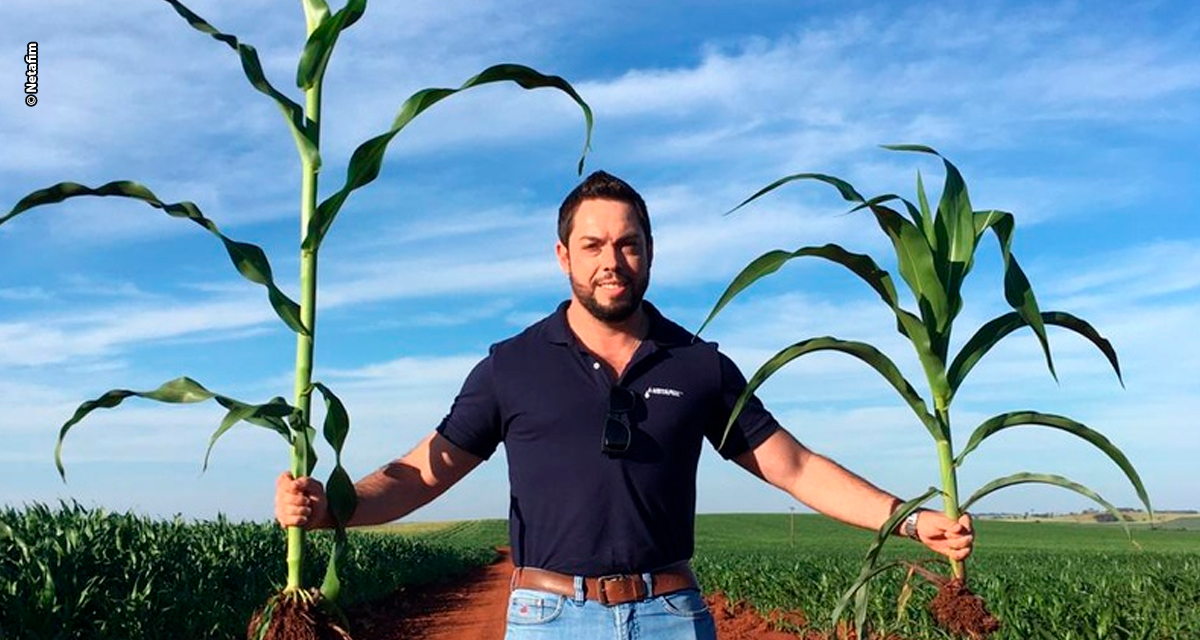 Irrigação estratégica impulsiona milho para etanol e garante estabilidade produtiva, especialmente no Centro-Oeste do Brasil