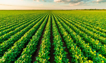 Rainbow defende boas práticas para evitar resistência de pragas, doenças e daninhas e fortalecer a sustentabilidade no campo