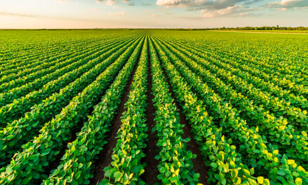 Rainbow defende boas práticas para evitar resistência de pragas, doenças e daninhas e fortalecer a sustentabilidade no campo