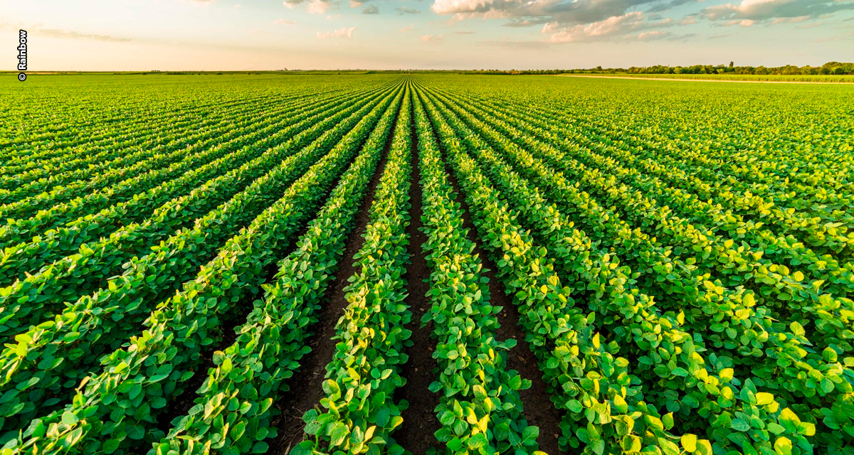 Rainbow defende boas práticas para evitar resistência de pragas, doenças e daninhas e fortalecer a sustentabilidade no campo