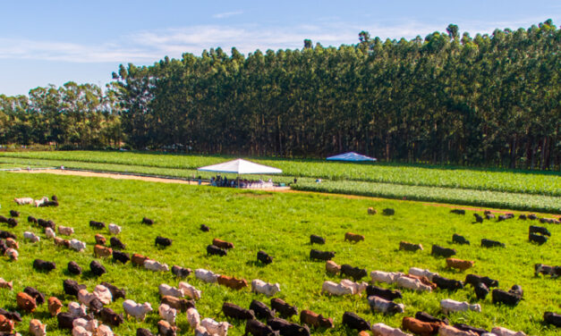 Brasil tem 159 milhões de hectares de pastagens que podem ser convertidos em ILPF
