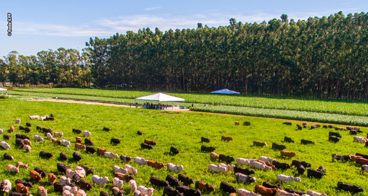 Brasil tem 159 milhões de hectares de pastagens que podem ser convertidos em ILPF