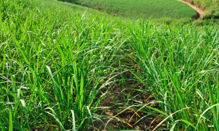 Presente na Sugarcane Biostimulant Conference, Satis reforça atenção à cultura da cana-de-açúcar