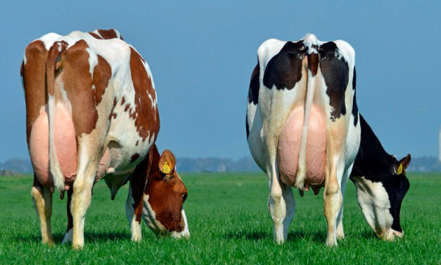 Vetoquinol leva Projeto Leite Ouro e portfólio inovador de saúde animal à 51ª Expoleite, em Arapoti (PR)