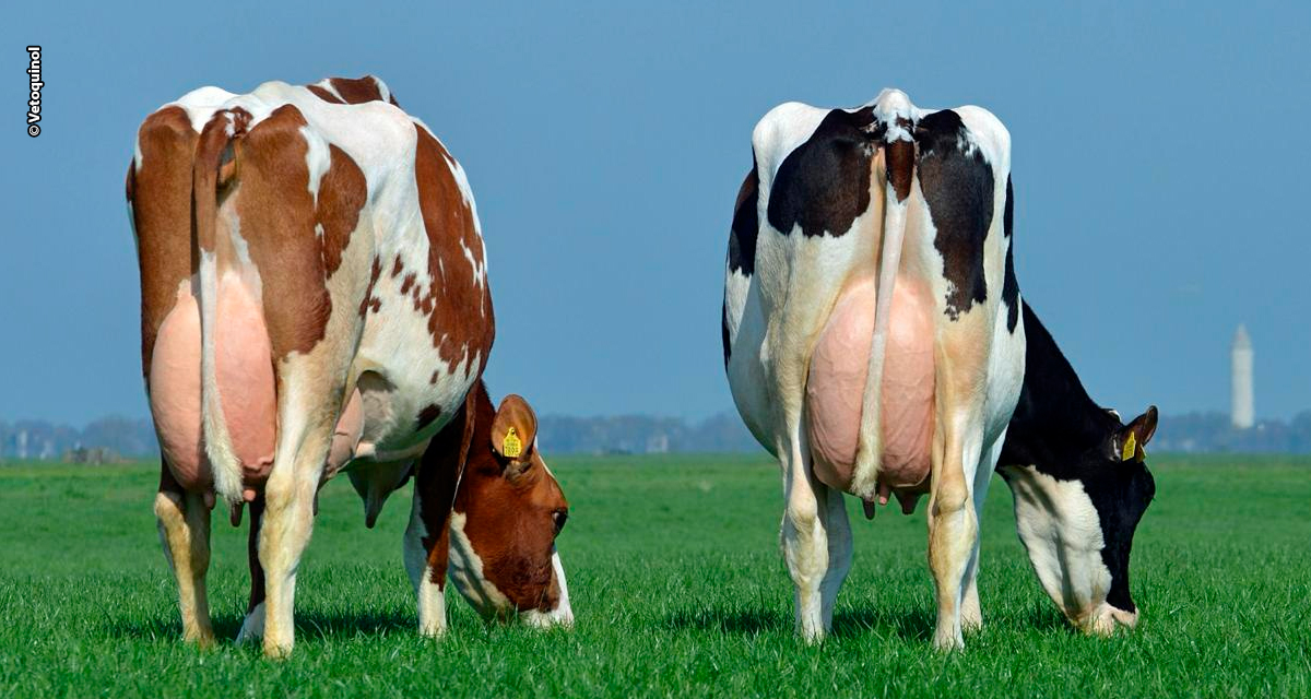 Vetoquinol leva Projeto Leite Ouro e portfólio inovador de saúde animal à 51ª Expoleite, em Arapoti (PR)