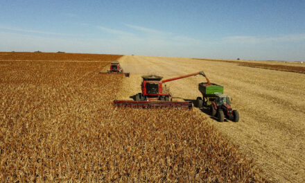 Acordo inédito para exportação de sorgo abre nova oportunidade para produtores brasileiros