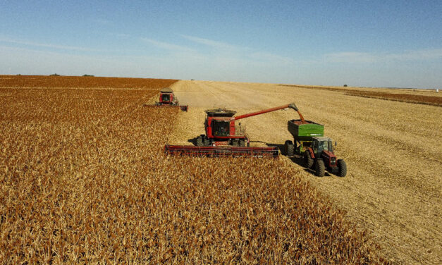 Acordo inédito para exportação de sorgo abre nova oportunidade para produtores brasileiros
