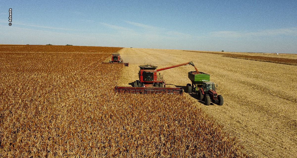 Acordo inédito para exportação de sorgo abre nova oportunidade para produtores brasileiros