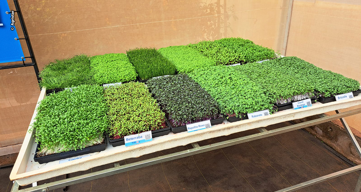 Microverdes ganham espaço nas hortas caseiras e nos pratos saudáveis