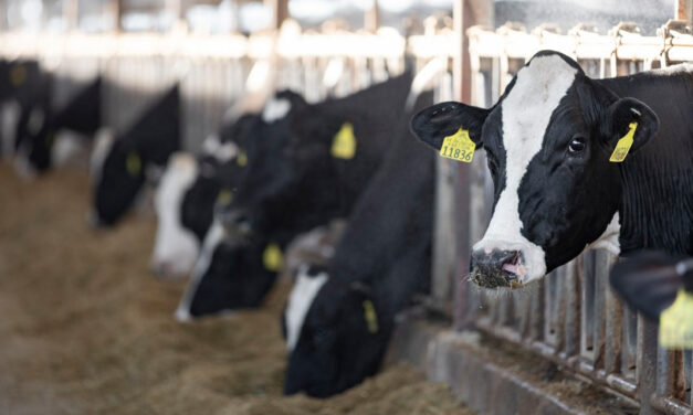 Vacas leiteiras ganham desempenho com redutor de metano